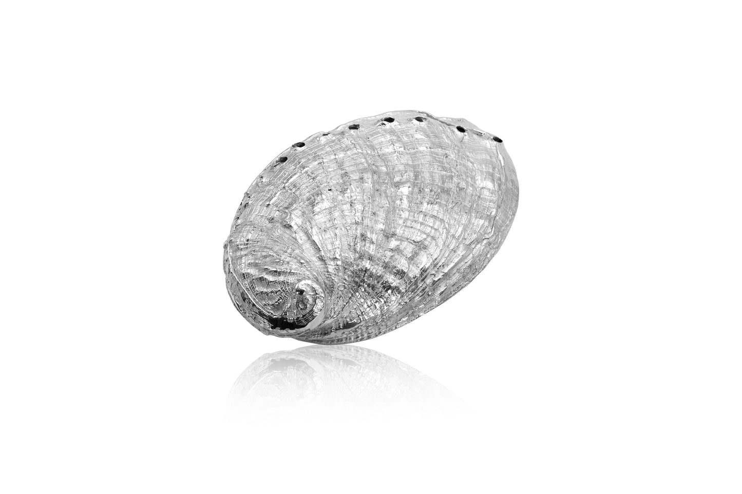 Silver Ormer Shell